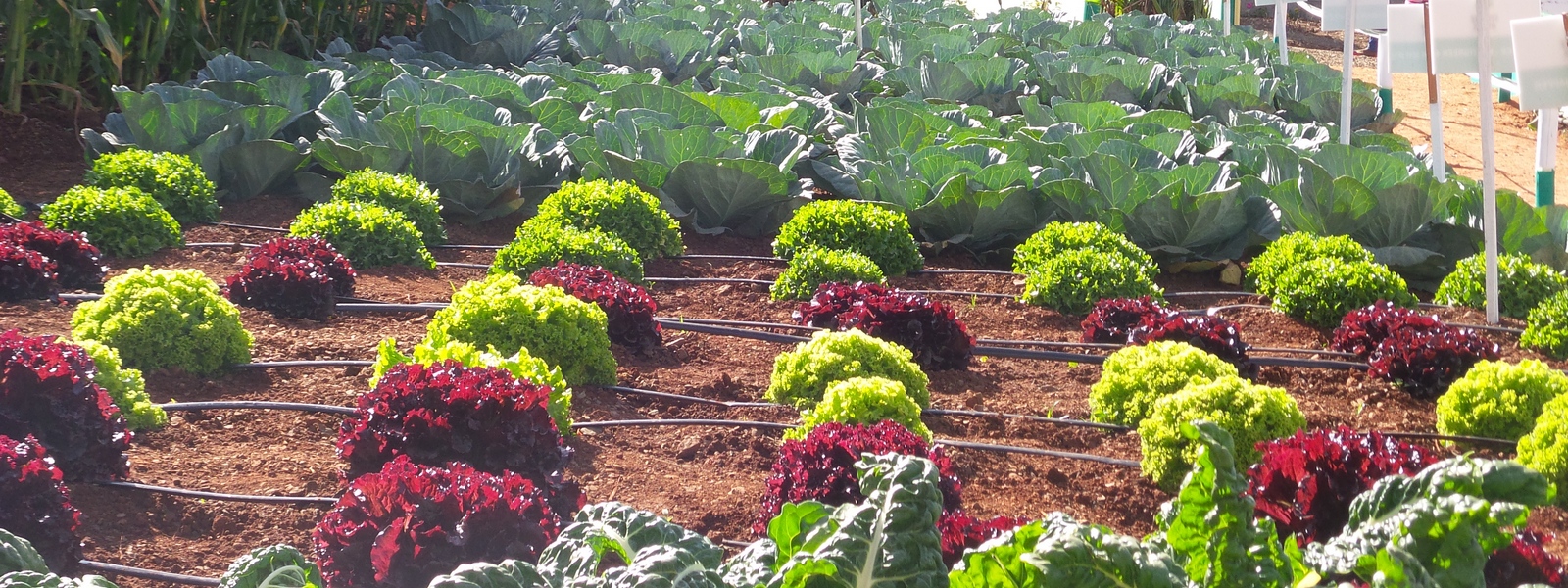 Enjoy the Fruits of your Labour