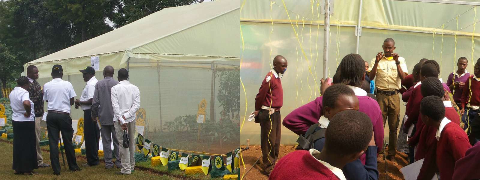 From the Greenhouse Experts