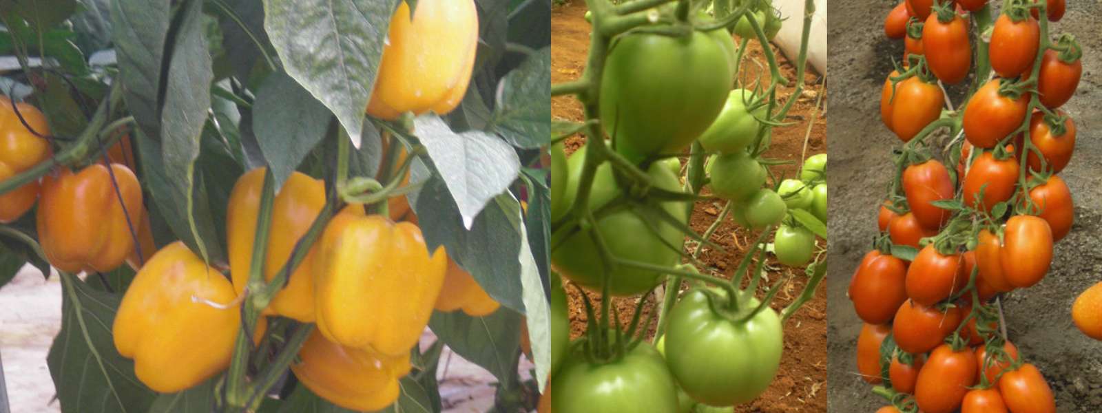 One Plant Many Fruits