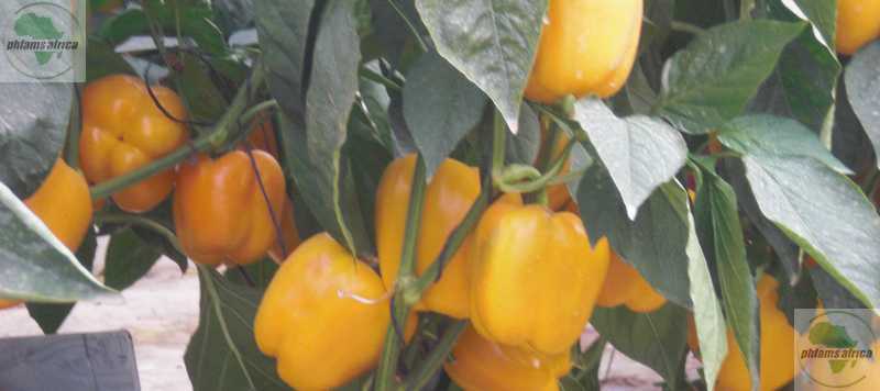 Yellow pepper