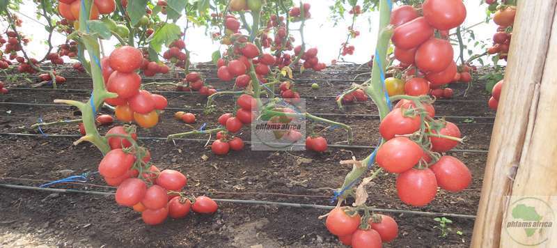 Ripening Tomatoes