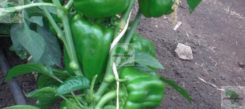 Green pepper