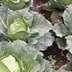 Cabbages thumbnail